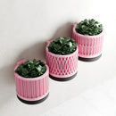 The Pillar Wall Planter Set